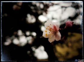 又是一年杏花開(kāi)