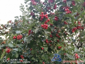 純天然山里紅