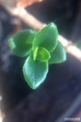 我的花花草草