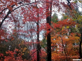 美麗取柴河