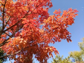 磐石紅葉