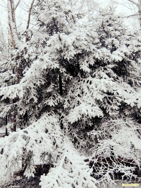 冬……雪。