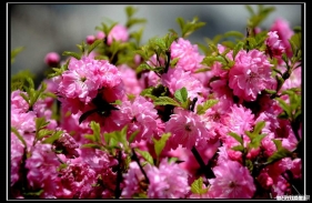 花兒美?。〝z于保健院到環(huán)城路河邊）