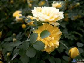 野刺玫果兒花。