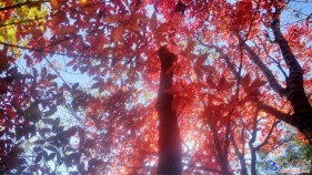 取柴河——紅葉