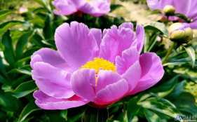 今天拍的，這花不知道叫什么名字