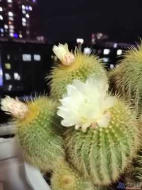 養(yǎng)了六七年，想扔的花，竟然閃亮登場(chǎng)