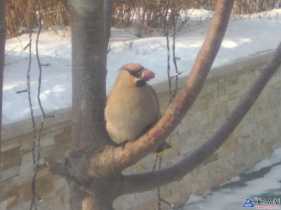 翠鳥獻壽果！