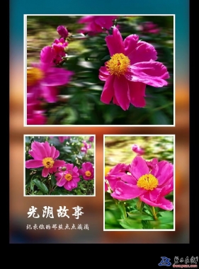 《芍藥花兒》