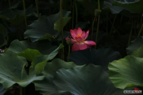 夏荷，攝于開發區水泥管廠盛園。