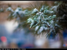 雪松