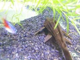 水族一角給大家欣賞
