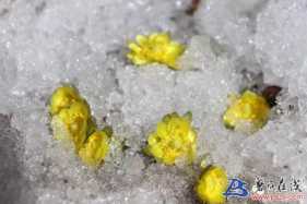 冰凌花開冰雪下，風霜嚴寒它不怕，花 ...