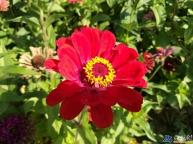 開發(fā)區(qū)的花卉
