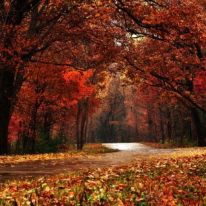 漫紅嶺